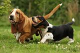 BASSET HOUND 108